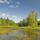 photo of Wetland: Greenbelt Foundation