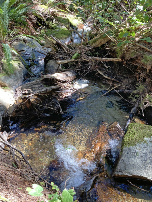 lush creek