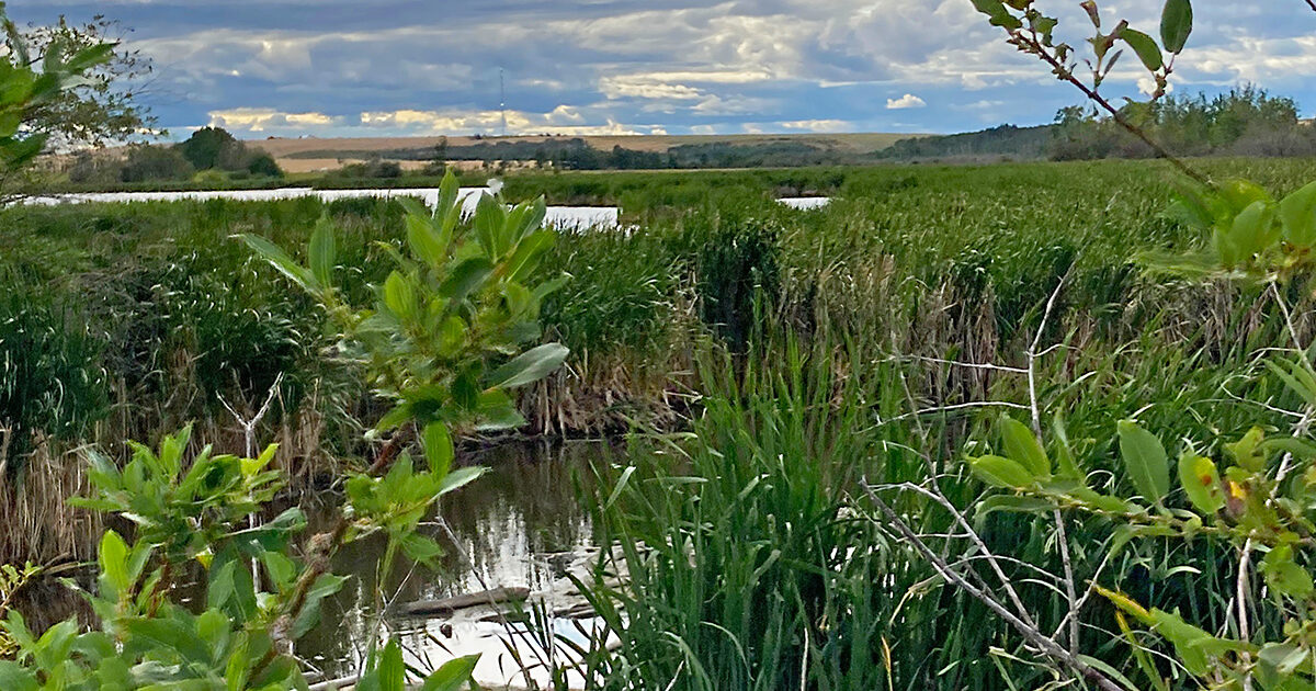 Peace Region wetland