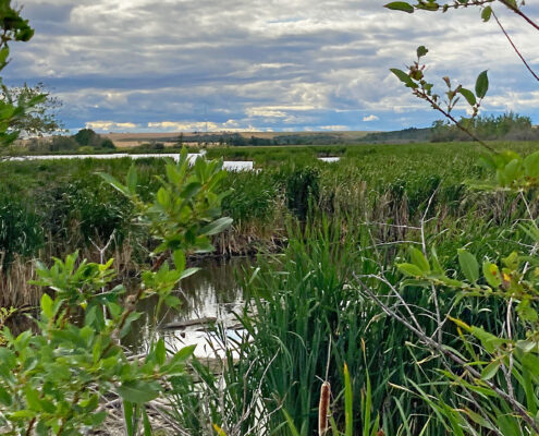 Peace Region wetland